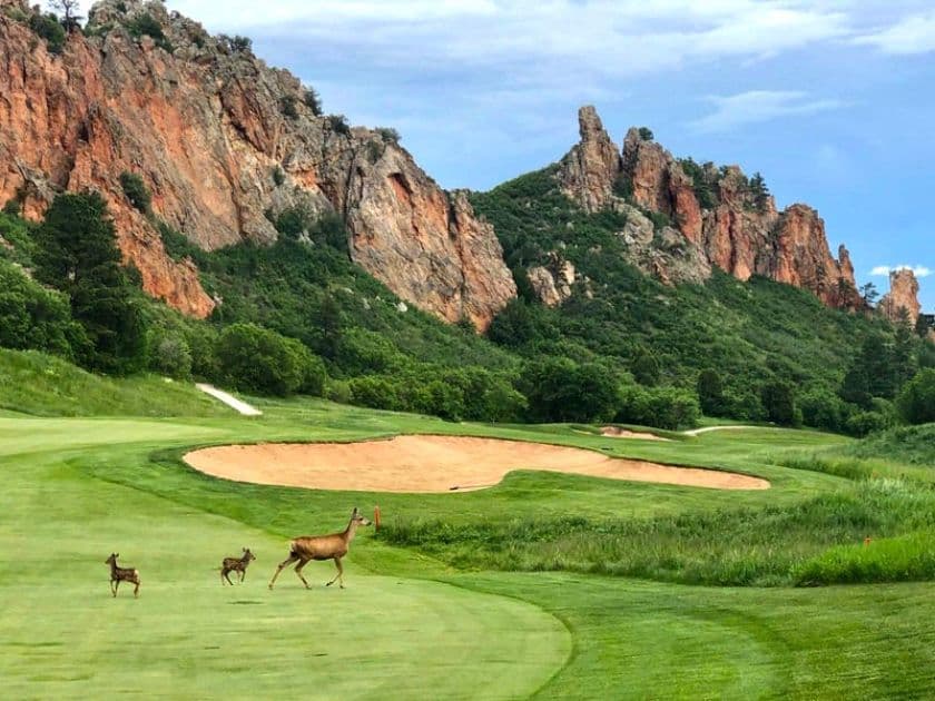 Deer crossing the fairway below dramatic red rock cliffs at Perry Park Country Club in Larkspur, Colorado