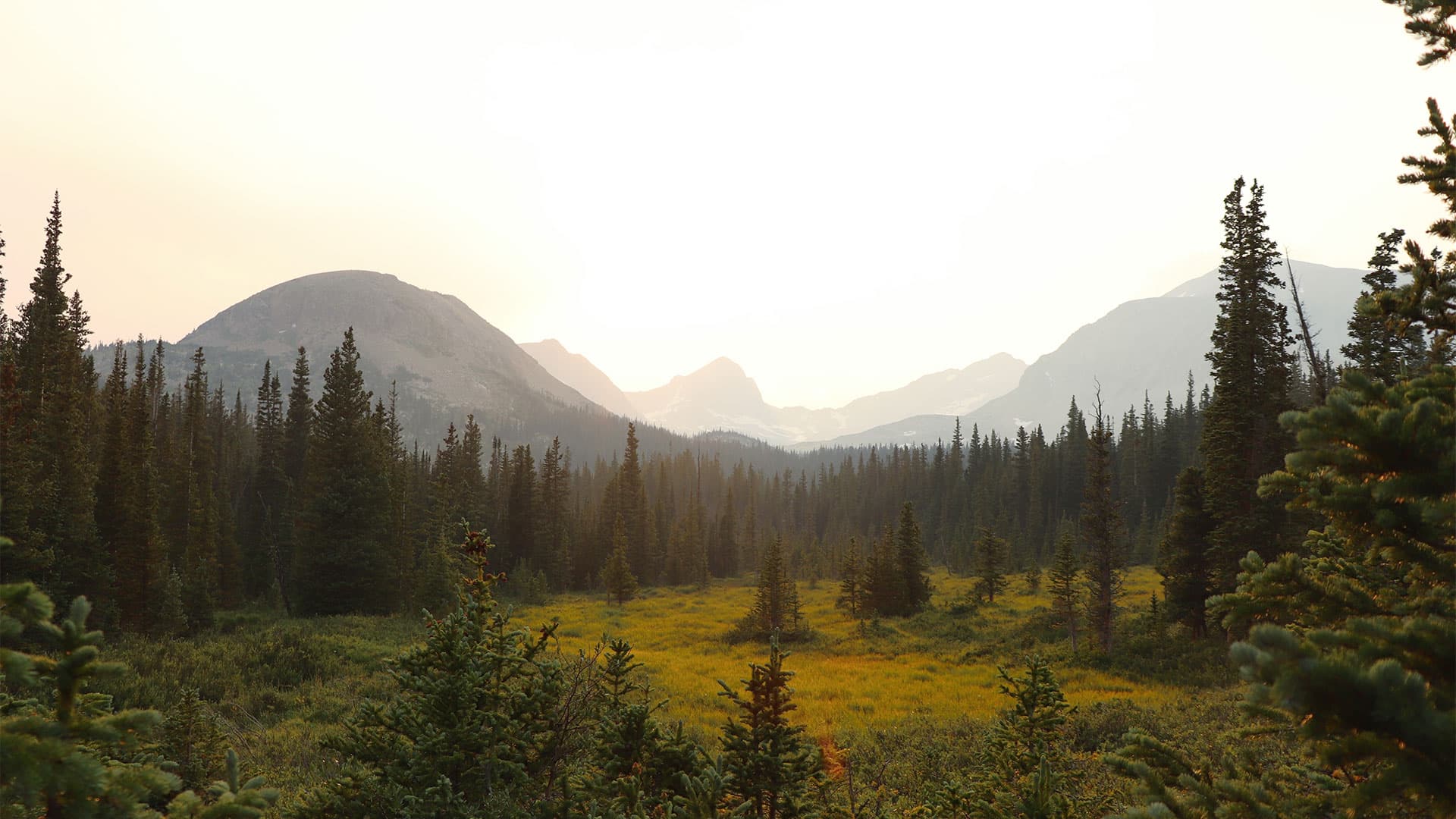 Golden mountain meadow at sunset framed by pine trees at Pikes Peak Ranch near Woodland Park, Colorado